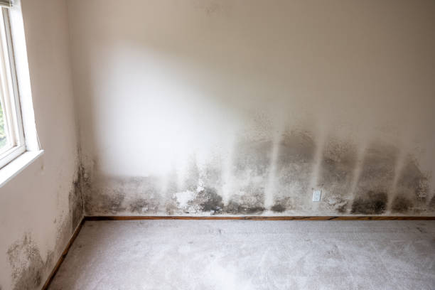 Best Real Estate Mold Inspection  in Altamont, OR
