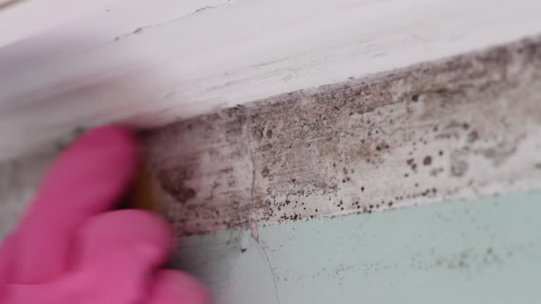 Best Water Damage & Mold Remediation  in Altamont, OR